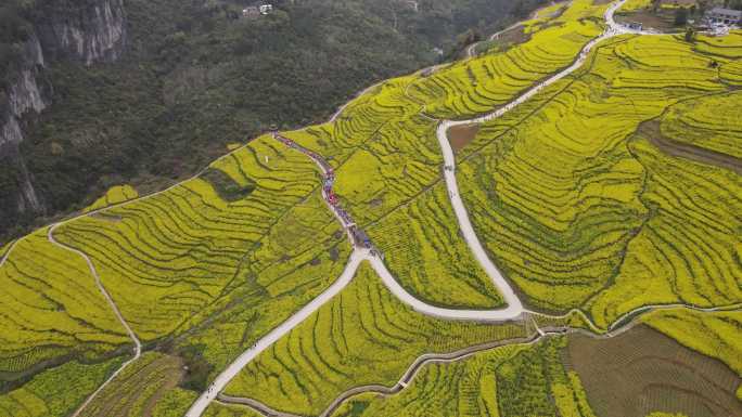 4K春天大山绝壁油菜花花海航拍