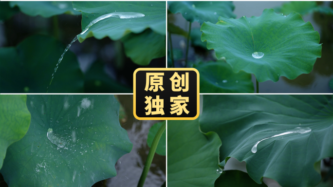 荷叶雨滴写意荷叶水滴意境荷叶滴水水珠露珠