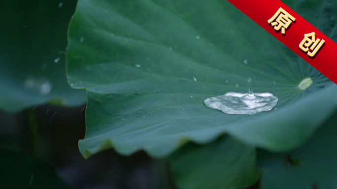 荷叶雨滴写意荷叶水滴意境荷叶滴水水珠露珠