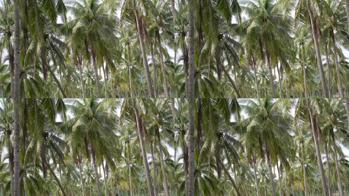 茂密的椰树林