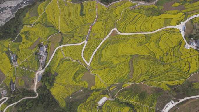 4K春天大山绝壁油菜花花海航拍