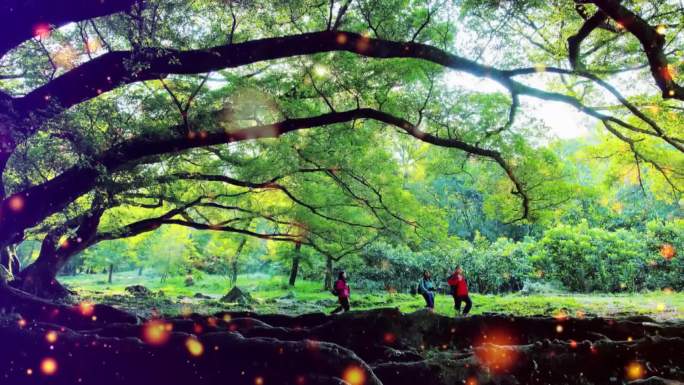 朗诵榕树爷爷纯音乐背景