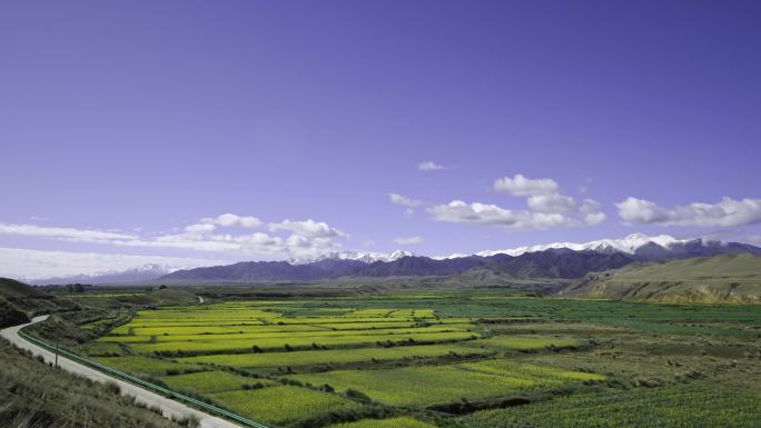 祁连山下油菜花海延时4K