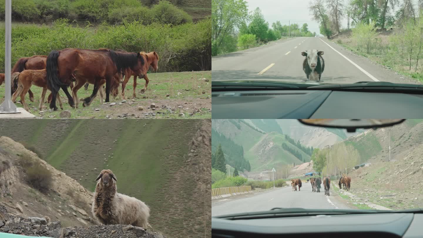 车拍旅行偶遇的野生动物