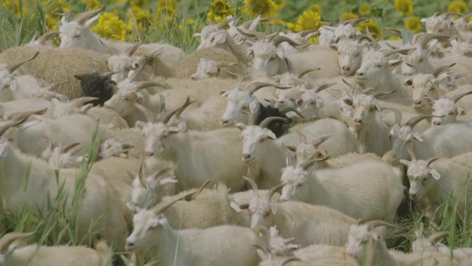 羊 向日葵 山羊 吃草 羊群