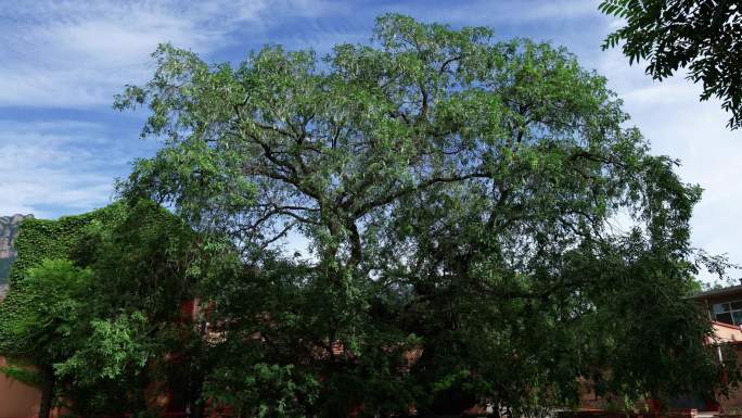 保护古树名木千年皂角树