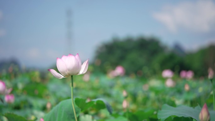 荷花 荷塘 乡村素材