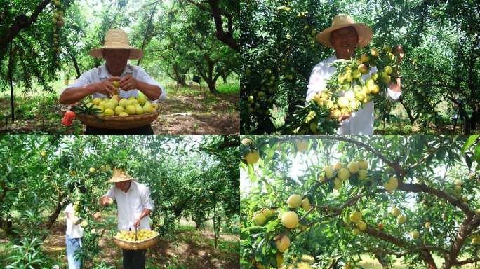 蜂糖李产地