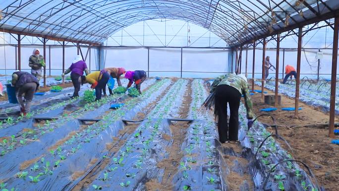 蔬菜大棚农民种植蔬菜合集