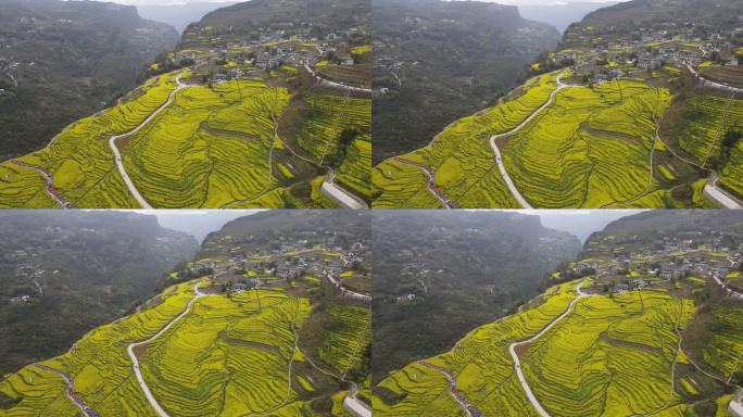 4K春天大山绝壁油菜花花海航拍