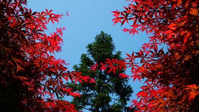 秋天美丽的枫叶4K实拍
