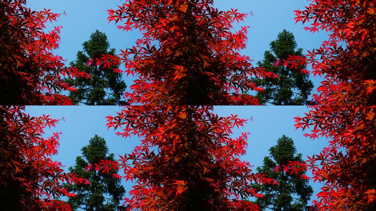 秋天美丽的枫叶4K实拍