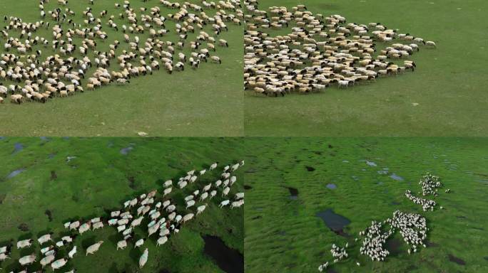 航拍草原羊群牧羊领头羊