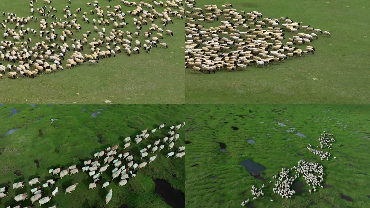 航拍草原羊群牧羊领头羊