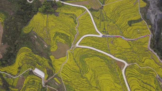 4K春天大山绝壁油菜花花海航拍