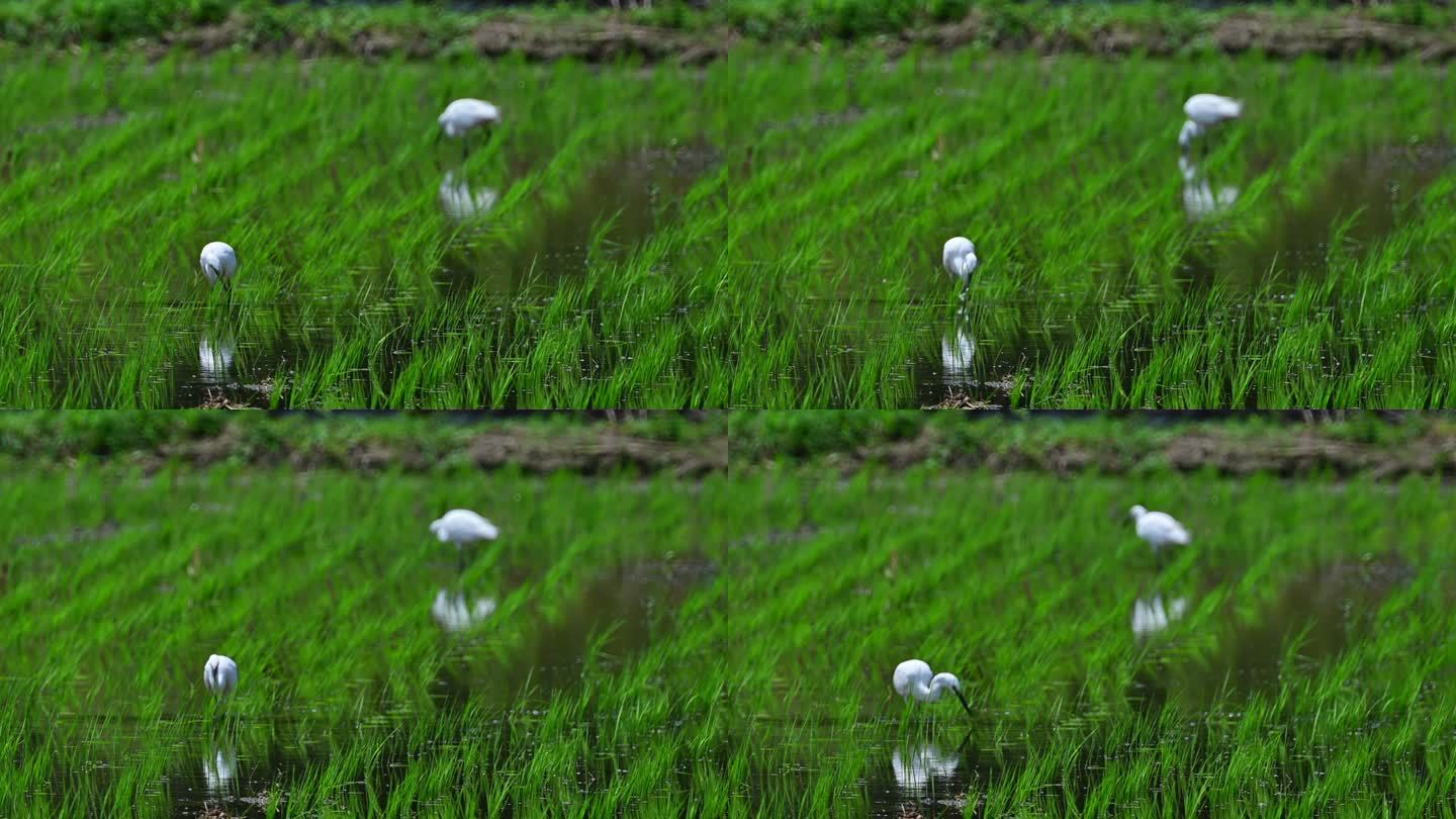 水稻田觅食的白鹭