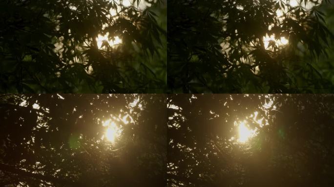 6K阳光穿过树叶光斑闪烁一组06
