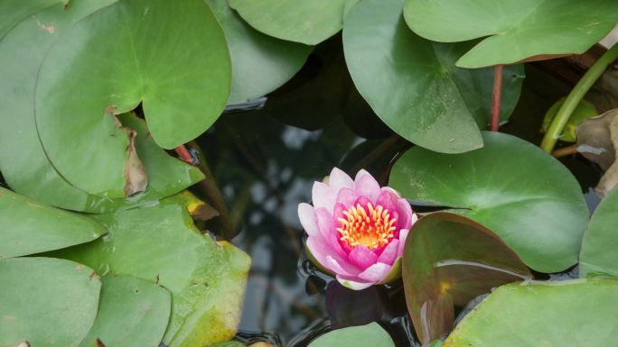 睡莲花开，时光流逝，荷塘中荷花盛开