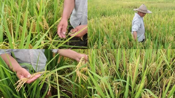 水稻田种植 选种子杂稻制种农技人员选种子