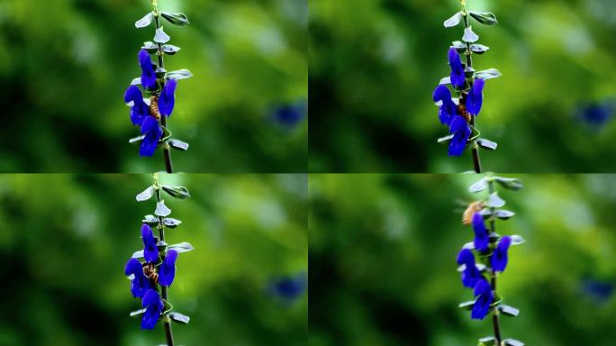 7月7日空镜头 成都 小蜜蜂 蓝色野花