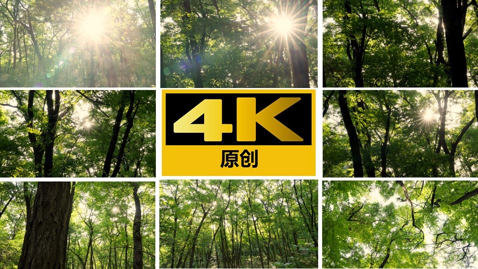 丁达尔光透过森林晨曦阳光照射树林【4K】