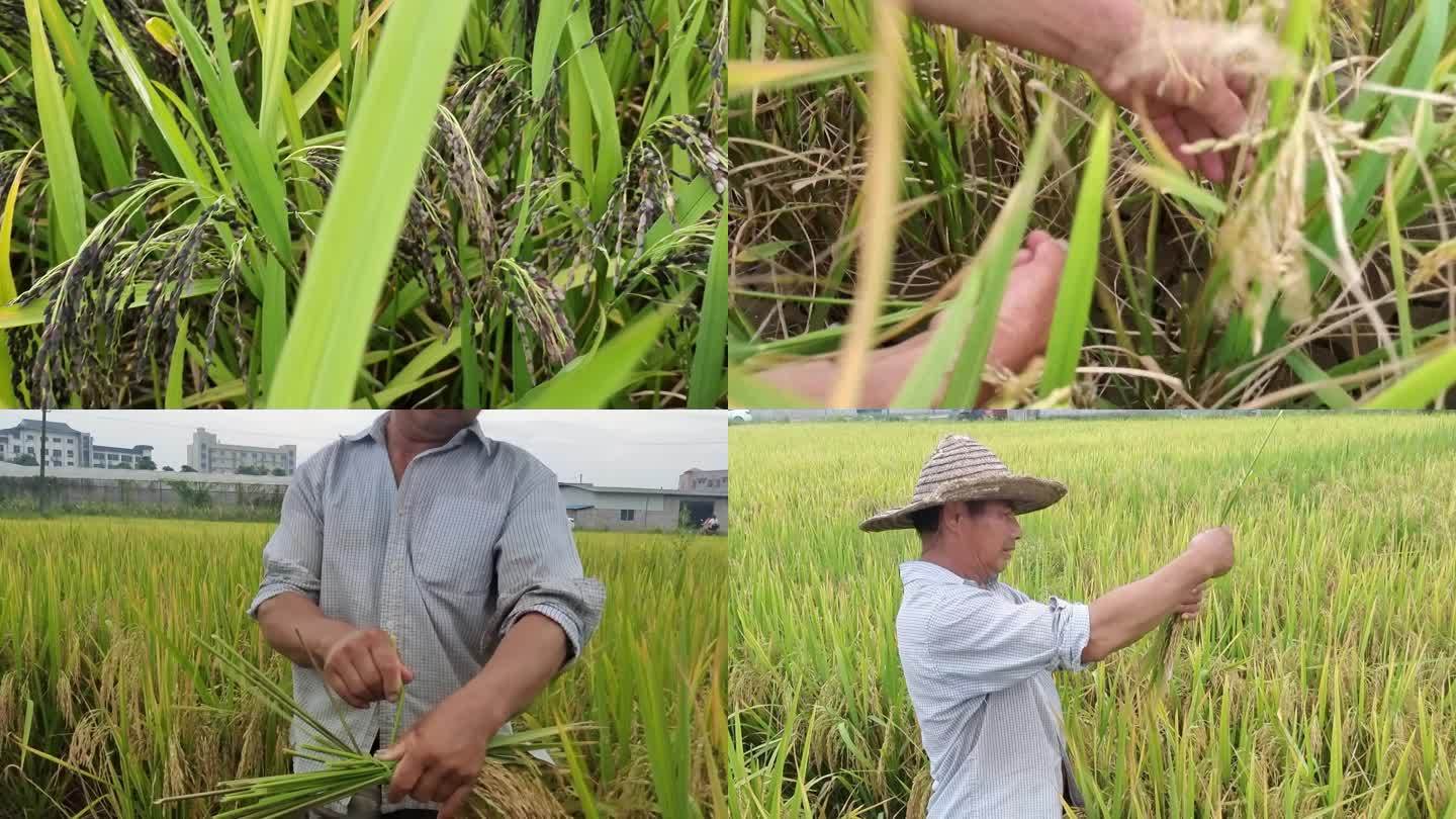 田间选种水稻稻田配种水稻试验田种植种子