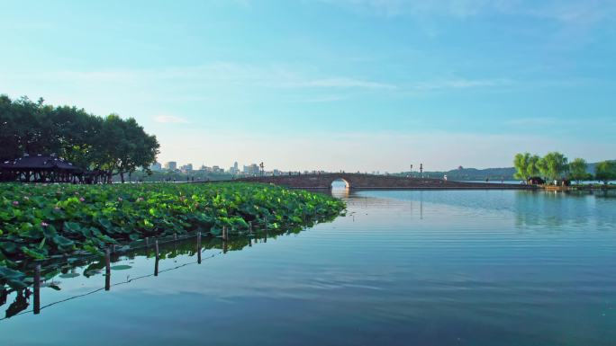 西湖日出 断桥荷花