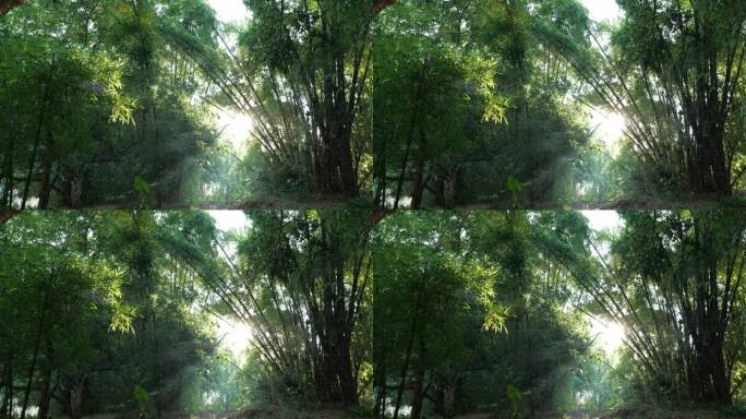阳光光影透过竹林