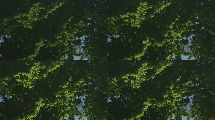 公园里树影倒映在水面上，阳光明暗变化