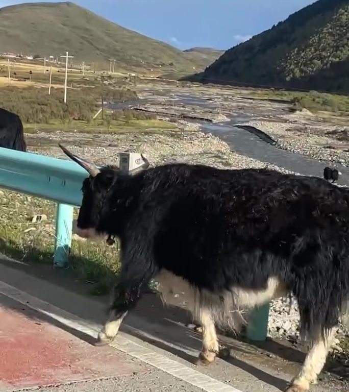 川西素材高原牦牛近距离牦牛公路自驾游西藏