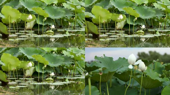 池塘白色荷花视频素材