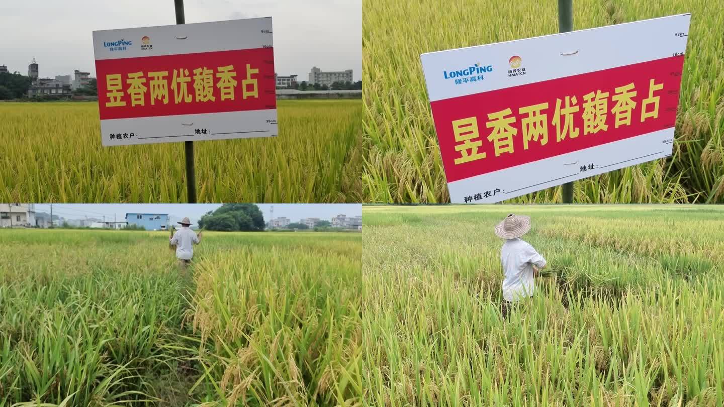 水稻田间选种 农技水田育种 科学制种