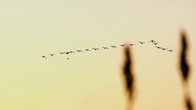 夕阳下的鸟群飞翔