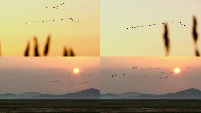 夕阳下的鸟群飞翔