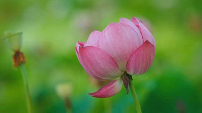 荷花实拍