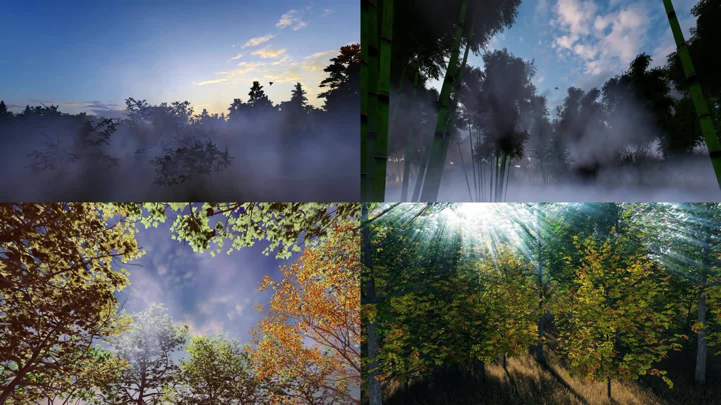4K高清森林光影森林云雾生态树林多组镜头