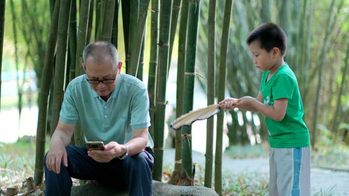 炎热夏天竹林里看手机  孙子给爷爷摇扇子