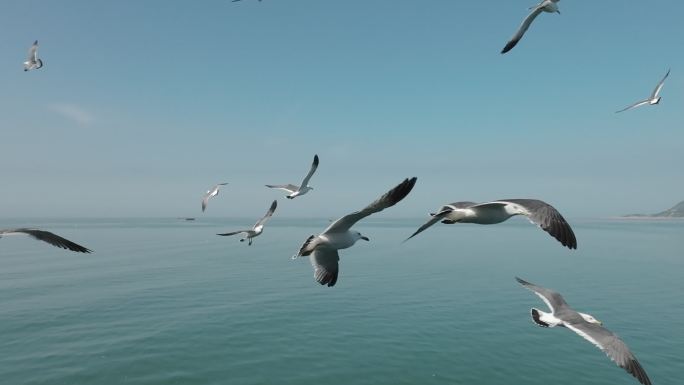 在大海上飞行的海鸥，自由自在，无拘无束。