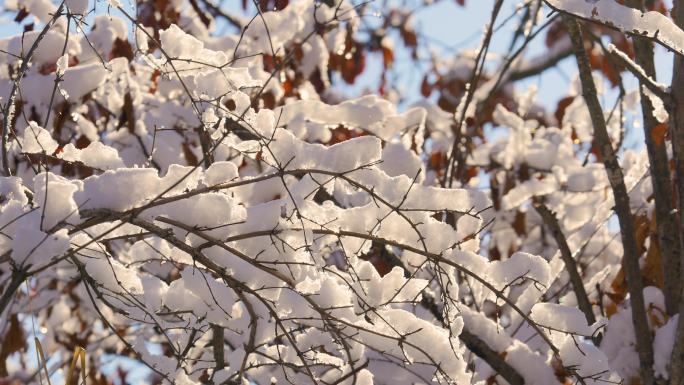 枝头上的雪