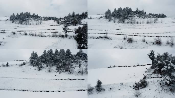 冬季雪山自然风光视频积雪覆盖雪山树林