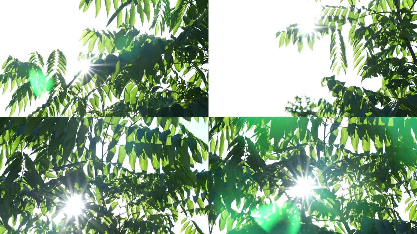 阳光树叶意境空镜