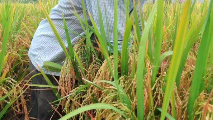 水稻田种植选种子杂稻制种 农技人员选种子
