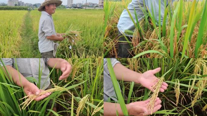 水稻田种植选种子杂稻制种 农技人员选种子