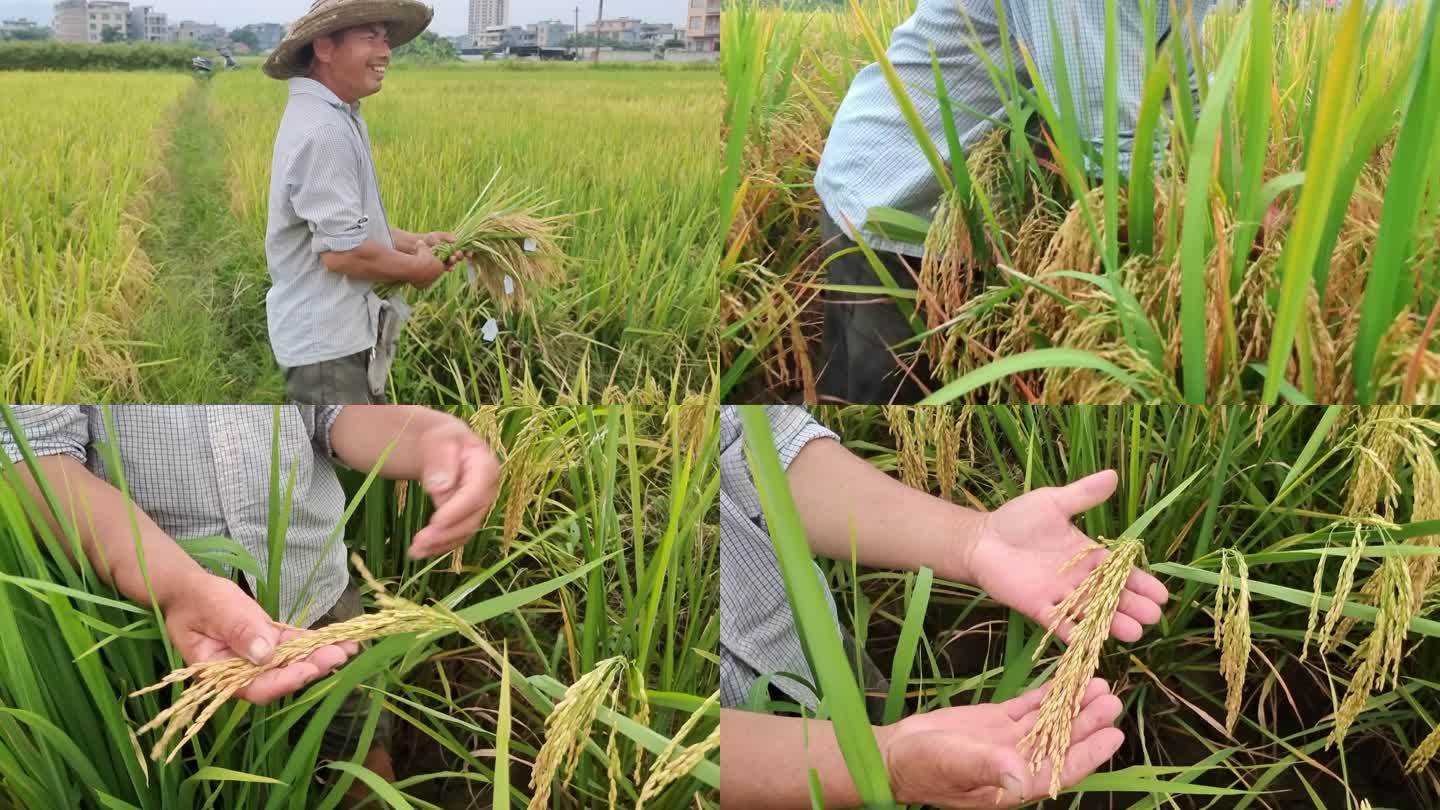水稻田种植选种子杂稻制种 农技人员选种子