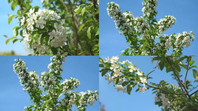 春季盛开的白海棠