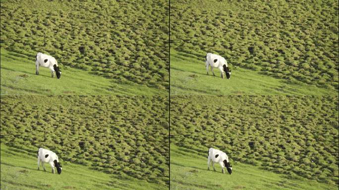 内蒙古呼伦贝尔大草原牛吃草风光实拍
