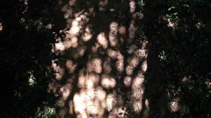 树林光影 阳光闪烁 阳光光斑