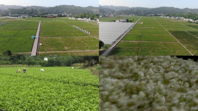 航拍茉莉花，茉莉花茶工艺制作