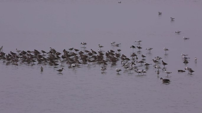 S湿地、群鸟、觅食
