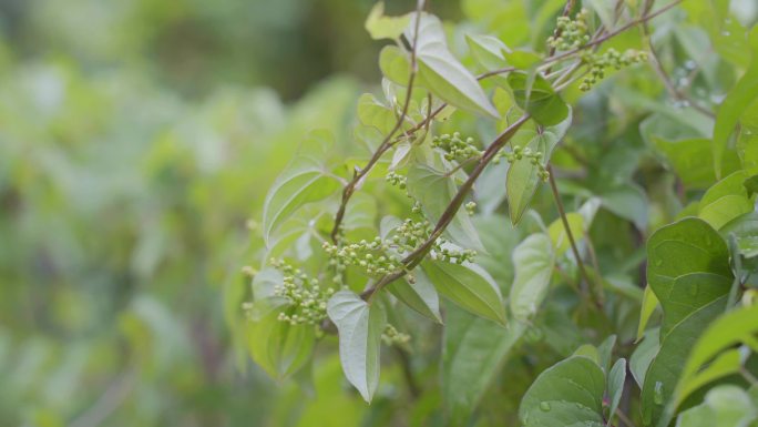 山药中药材种植